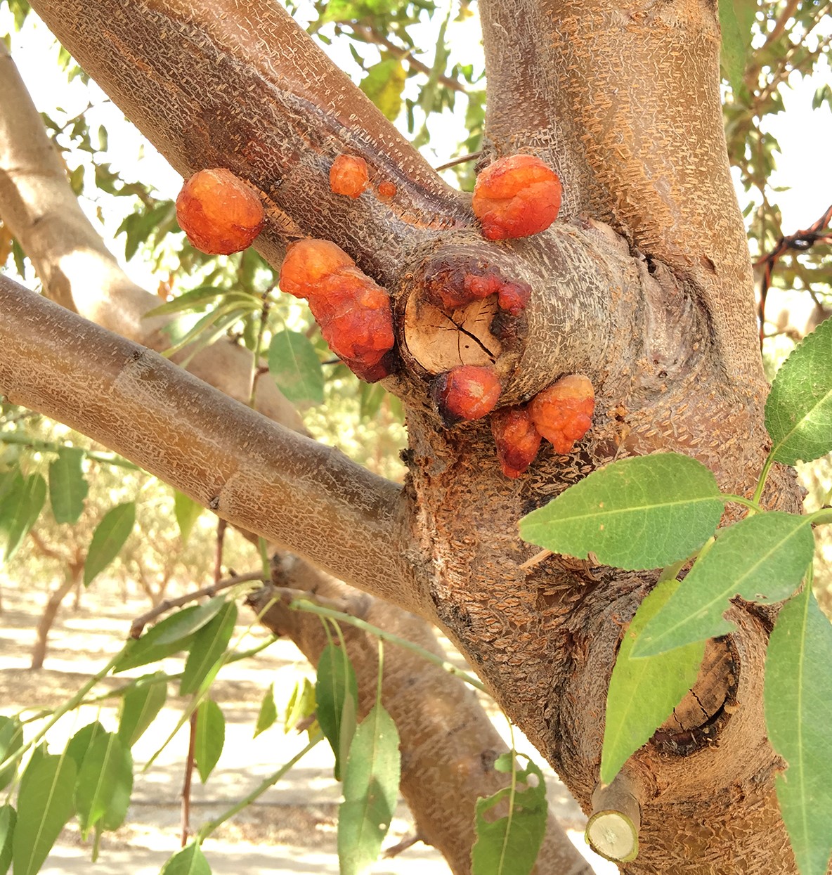 How To Control Fungal Canker Diseases 